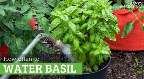 best watering tips for basil